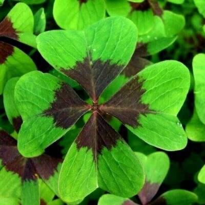 你支持取消车辆年检吗