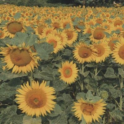 竞彩大势：费耶诺德信心不足 尼斯主场不败