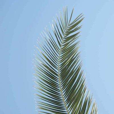 阿拉德之怒下载