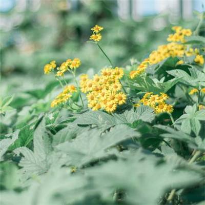 五矿新能源材料（湖南）股份有限公司关于“锂科转债”预计触发转股价格向下修正条件的提示性公告