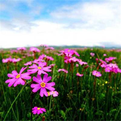 绘就心手相连和衷共济的动人画卷（莲花盛开·真情廿五）