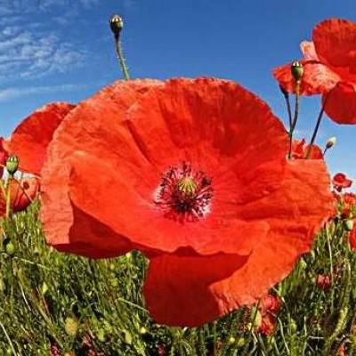 欧洲企业看好中国市场前景（环球热点）