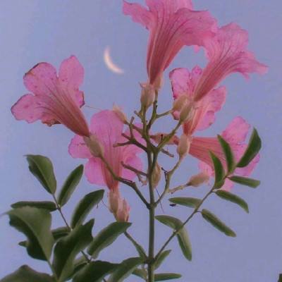 跑狗狗网新一代的跑狗论坛5