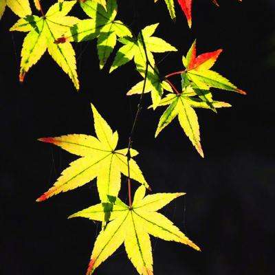 半岛综合体育APP下载正版手游app截图