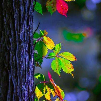 启动三级应急响应,坪山全力应对今年以来最强降雨