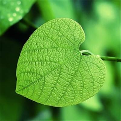 丹麦一动物园呼吁捐献弃养宠物作猛兽食物引争议