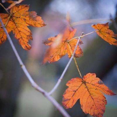 海外网红扎堆中国行